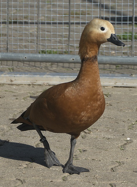 策略